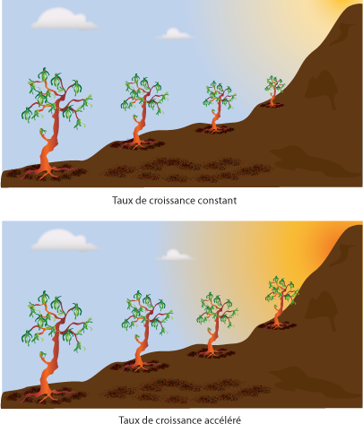 Tree Growth